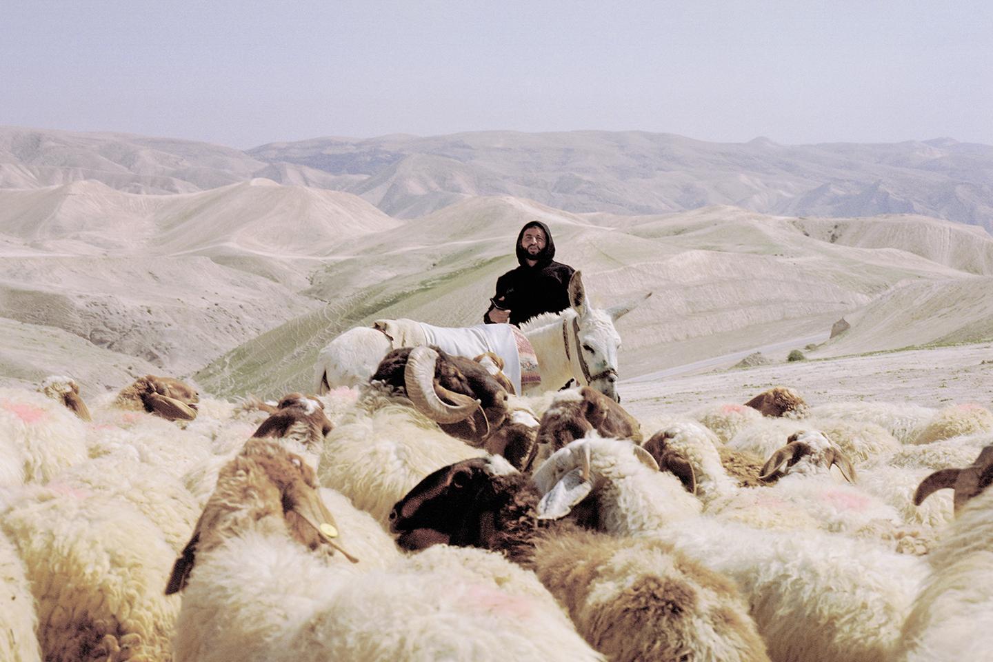West Bank Bedouins, the last shepherds of the Judean desert