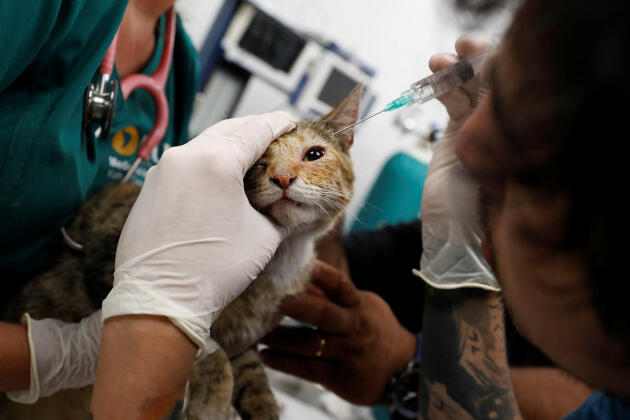 Un chat sauvé d’un incendie de forêt reçoit un traitement pour des brûlures dans un centre de réhabilitation de la faune de l’université des Amériques, à Vina del Mar, au Chili, le 4 février 2024.