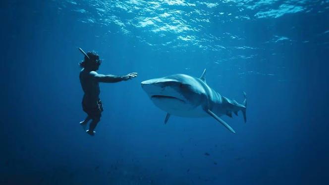 Le premier épisode de la nouvelle mouture de « Thalassa » met notamment le cap sur la Polynésie, qui abrite le plus grand sanctuaire de requins au monde.