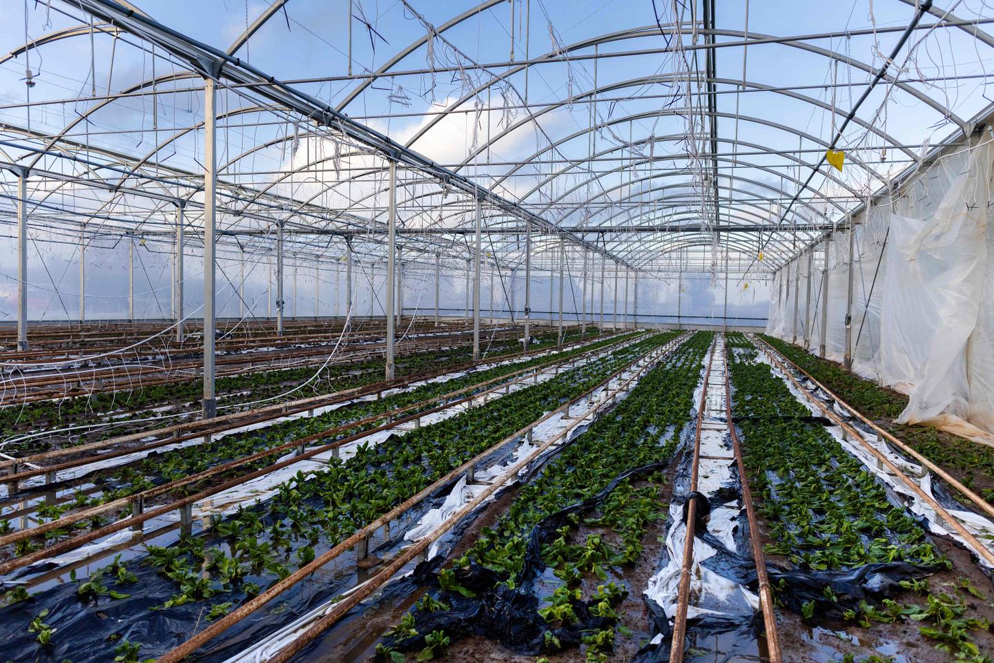 Colère des agriculteurs : « le temps est venu de produire d’abord pour nous nourrir et non pour alimenter les marchés internationaux »