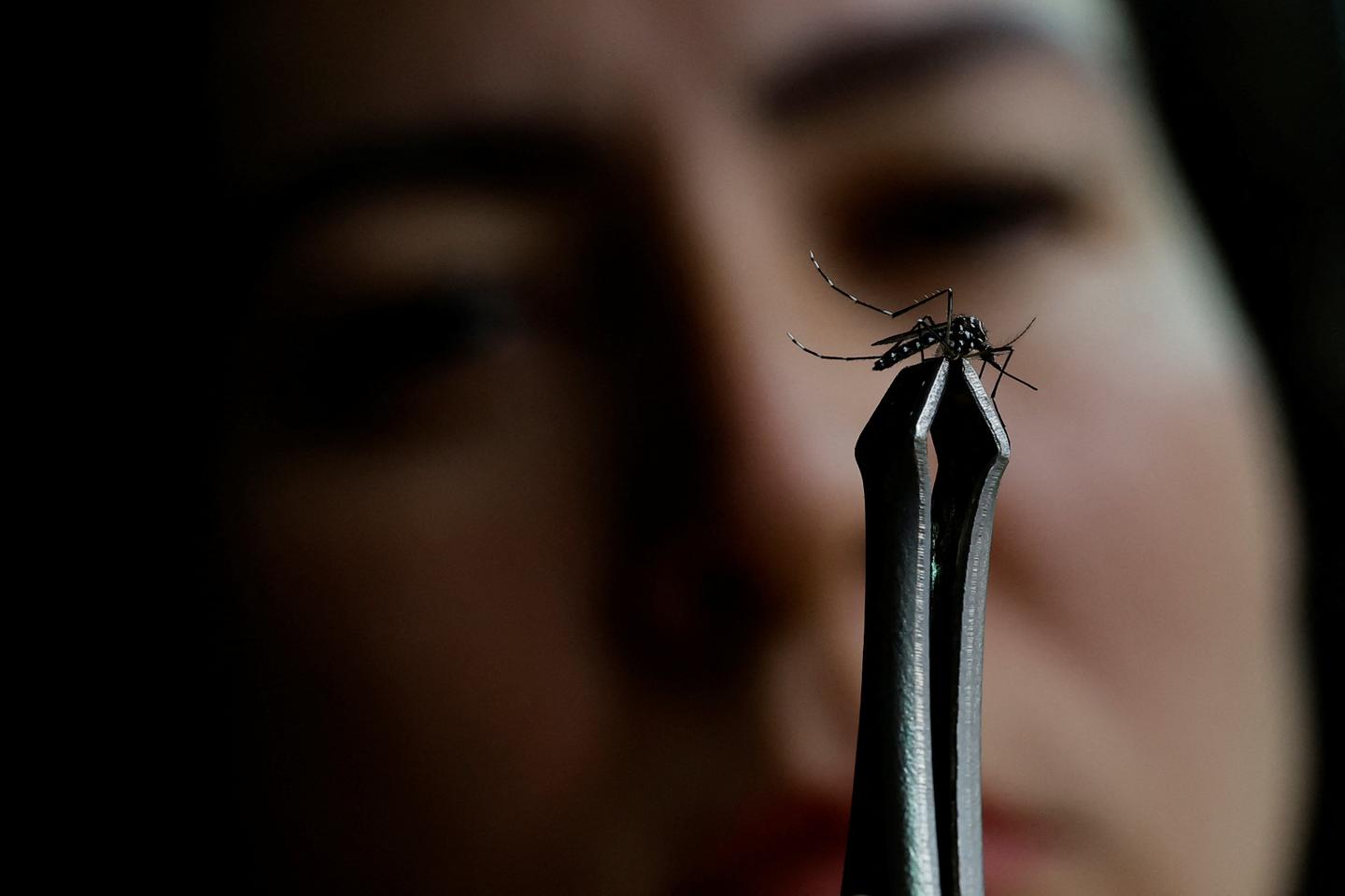 French territory Guadeloupe declares dengue epidemic