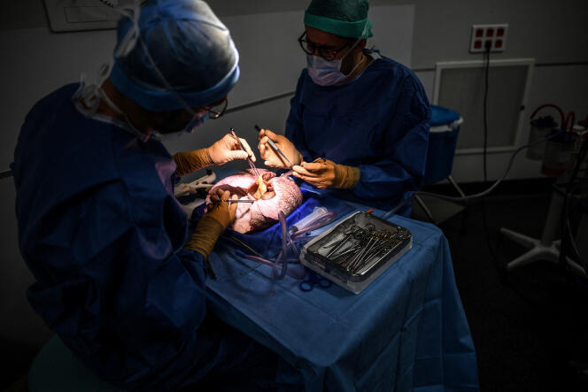 Deux chirurgiens préparent les poumons d’un patient décédé avant leur transplantation, dans une salle d’opération de l’hôpital Foch, à Suresnes (Hauts-de-Seine), le 9 décembre 2022.