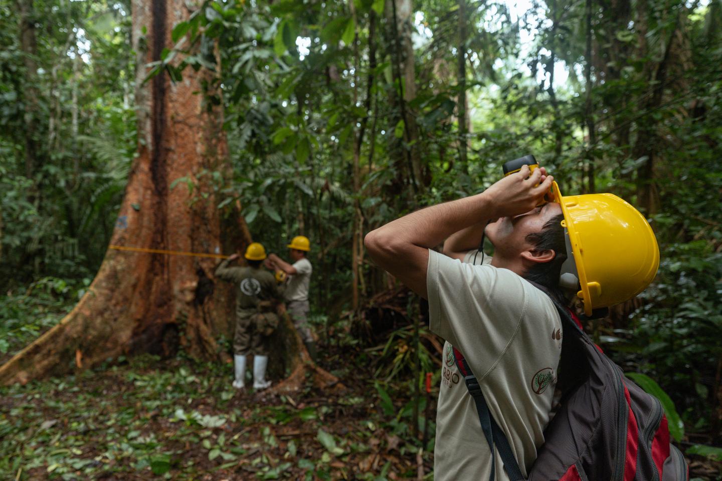 Peru's giant shihuahuaco trees are threatened by commercial pressure