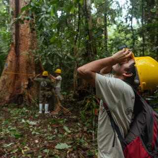 Bassin de la rivière Las Piedras, Madre de Dios. L'équipe de gardes forestiers d'Arbio, l'ONG chargée de la gestion et de l'entretien de 916 hectares de forêt amazonienne, mesure et recense l'arbre Shihuahuaco nommé Anita, qui a un diamètre de plus de 100 cm au-dessus des racines aériennes. L'un des membres mesure sa hauteur à l'aide d'un hypsomètre.