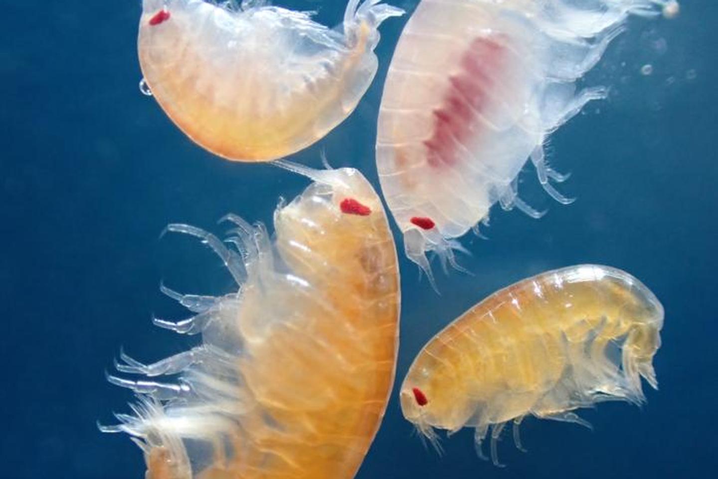 In the Arctic night, a new prey called jellyfish