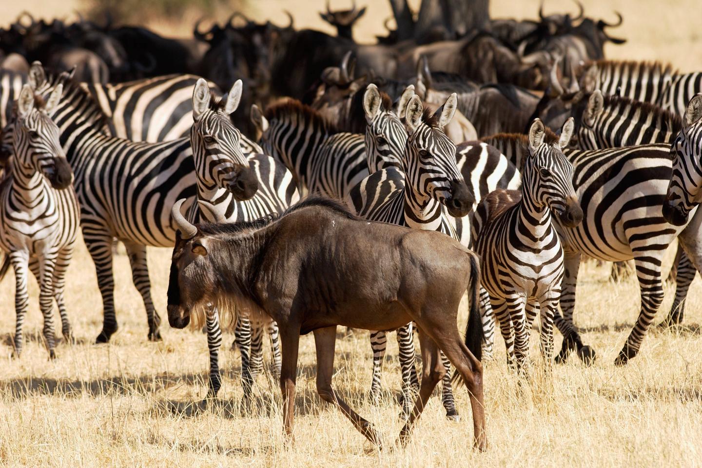 In the savannah, why do zebras migrate first, followed by wildebeests and then gazelles?