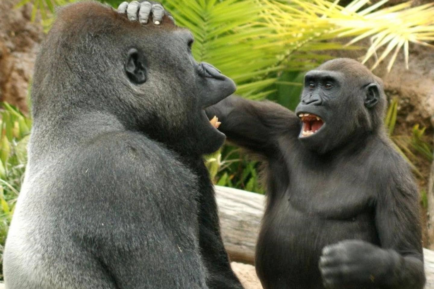 Great apes may playfully tease each other, but they do not joke around