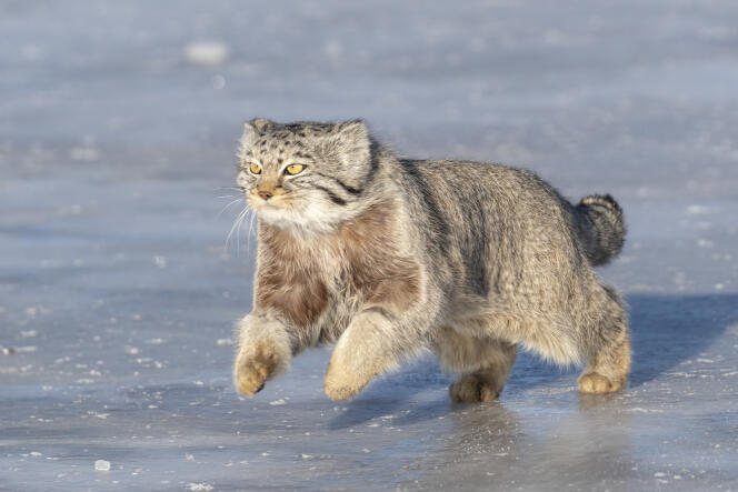Un chat de Pallas en Mongolie, en février 2019.