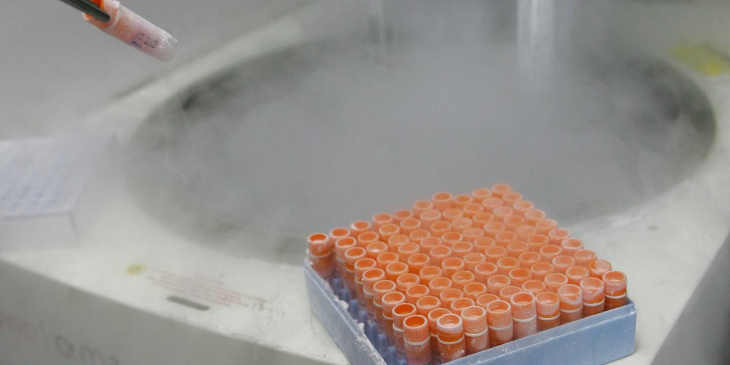 Etats-Unis : pour la Cour suprême de l’Alabama, les embryons conservés par congélation sont considérés comme des enfants