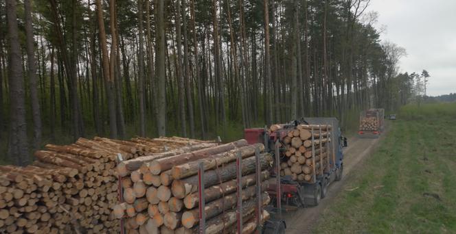 Image extraite du documentaire « Ikea, le seigneur des forêts », de Xavier Deleu et Marianne Kerfriden.