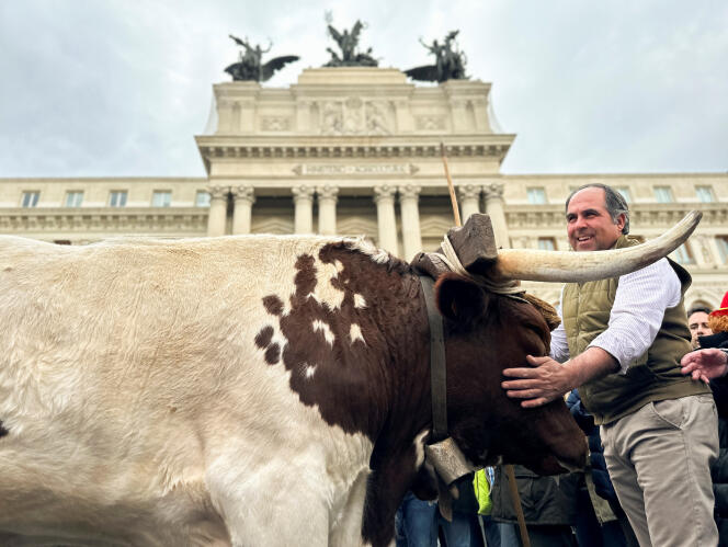 Un agricoltore protesta con la sua mucca davanti al Ministero dell'Agricoltura a Madrid, il 21 febbraio 2024. 