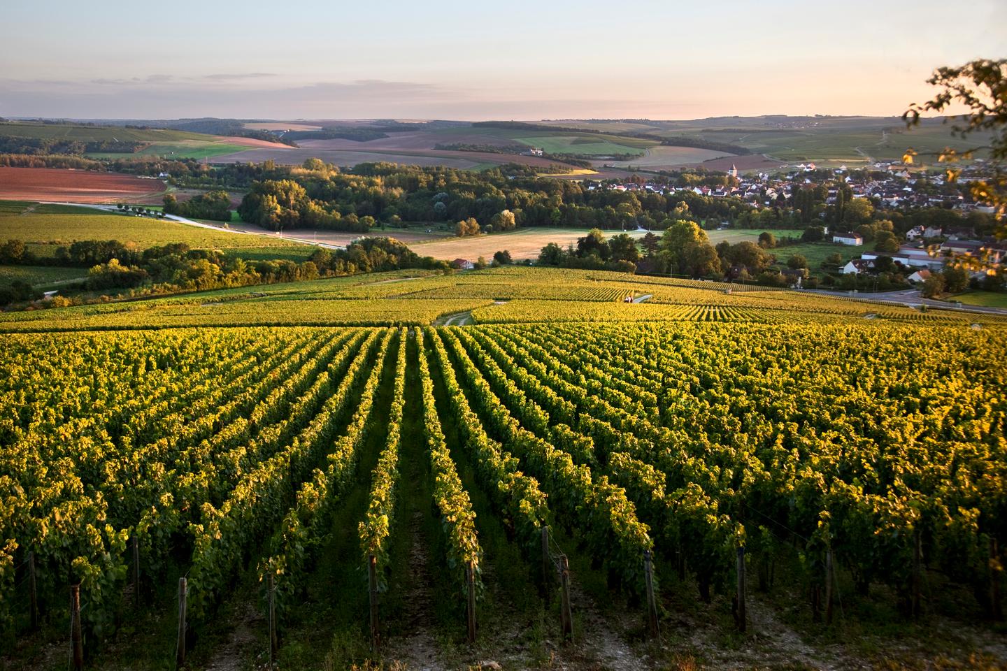 Chablis, a flourishing Burgundy wine beating the odds