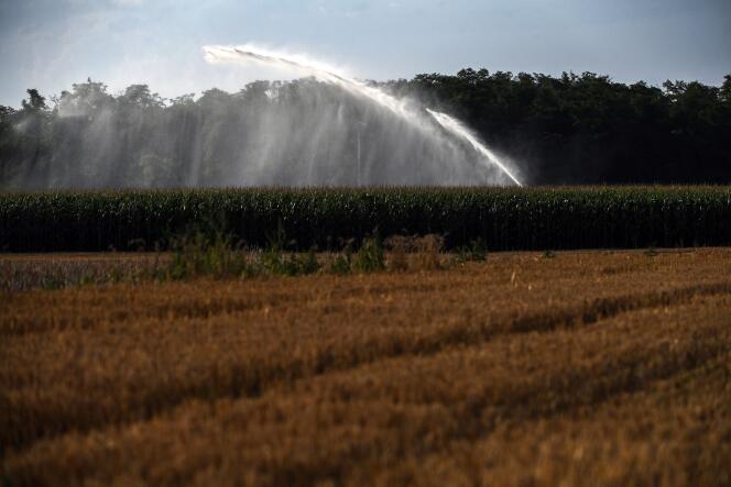 Un système d’irrigation dans un champ de maïs, à Colombier-Saugnieu (Rhône), le 9 juillet 2023.