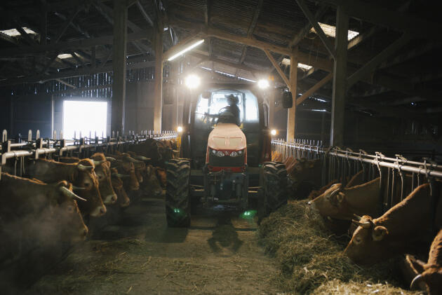 Guillaume Dorin, 23 ans, passe dans l’étable avec le tracteur pour donner à manger aux vaches de la ferme bio du clos de Montcouard, à Beaumont-Saint-Cyr (Vienne), le 13 février 2024.