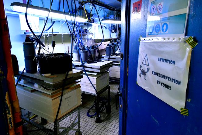 Un laboratoire du CNRS (Centre national de la recherche scientifique) qui étudie les huîtres avec des électrodes de mesure, le 5 septembre 2018. 