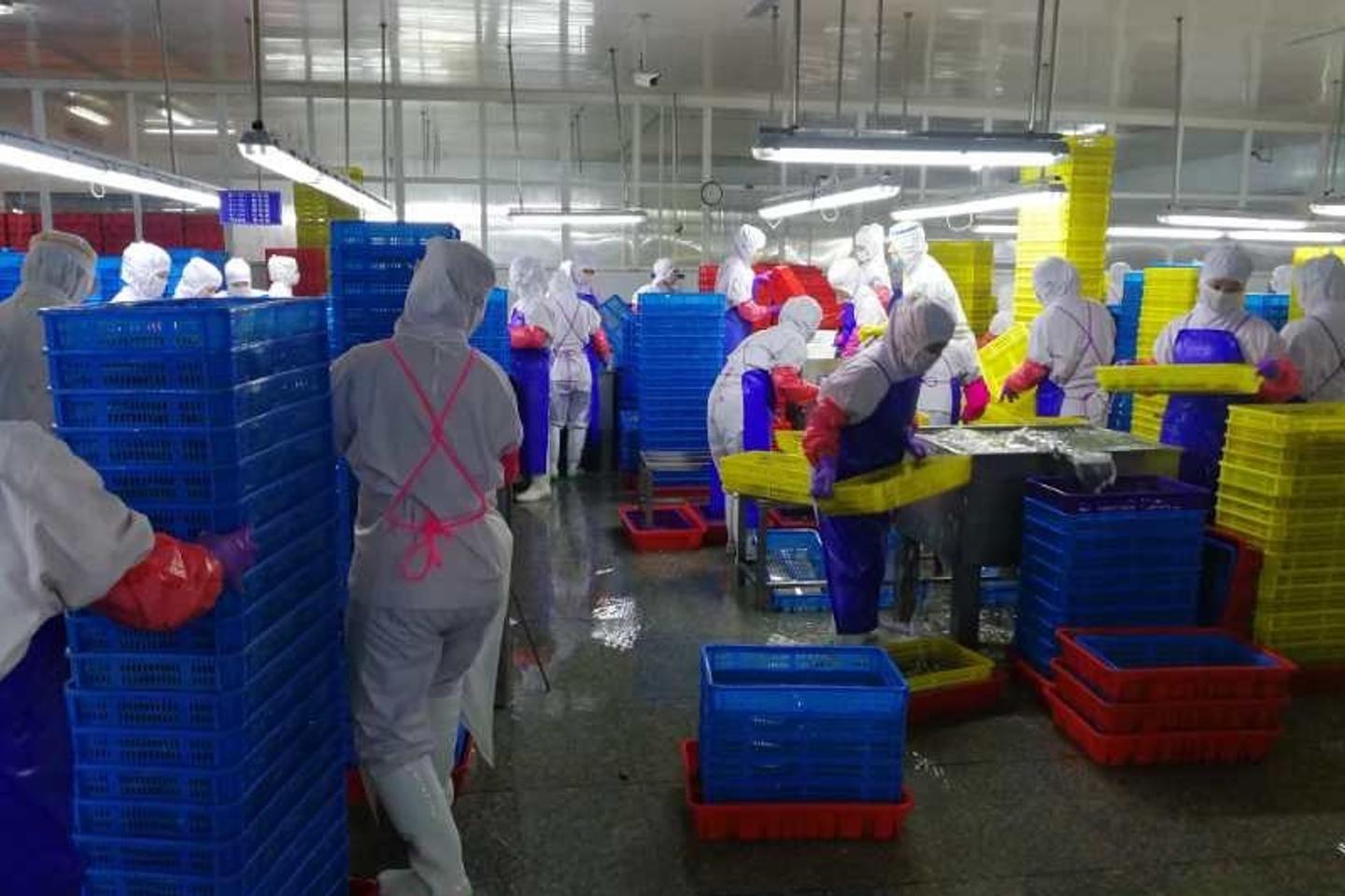 North Koreans are used as modern slaves in China's fish processing plants