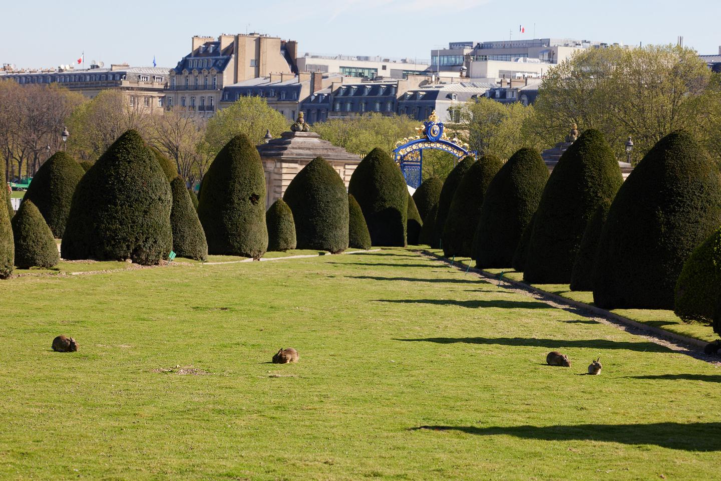 Hop away? Paris deals with unwelcome rabbits at Les Invalides