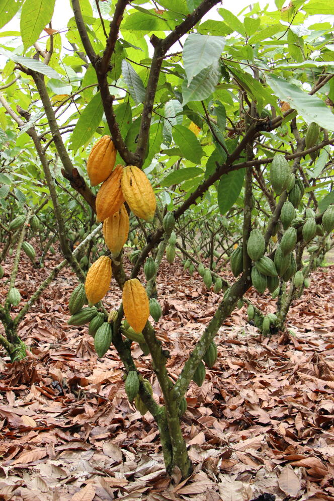 Un árbol de cacao en Ecuador, julio de 2014.