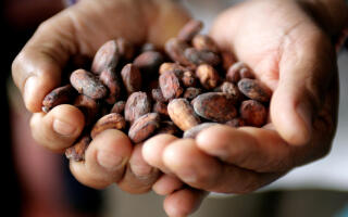 FILE PHOTO: A Peruvian farmer shows grains of cacao in the jungle town of Lamas in Tarapoto, March 6, 2009. REUTERS/Mariana Bazo/File Photo