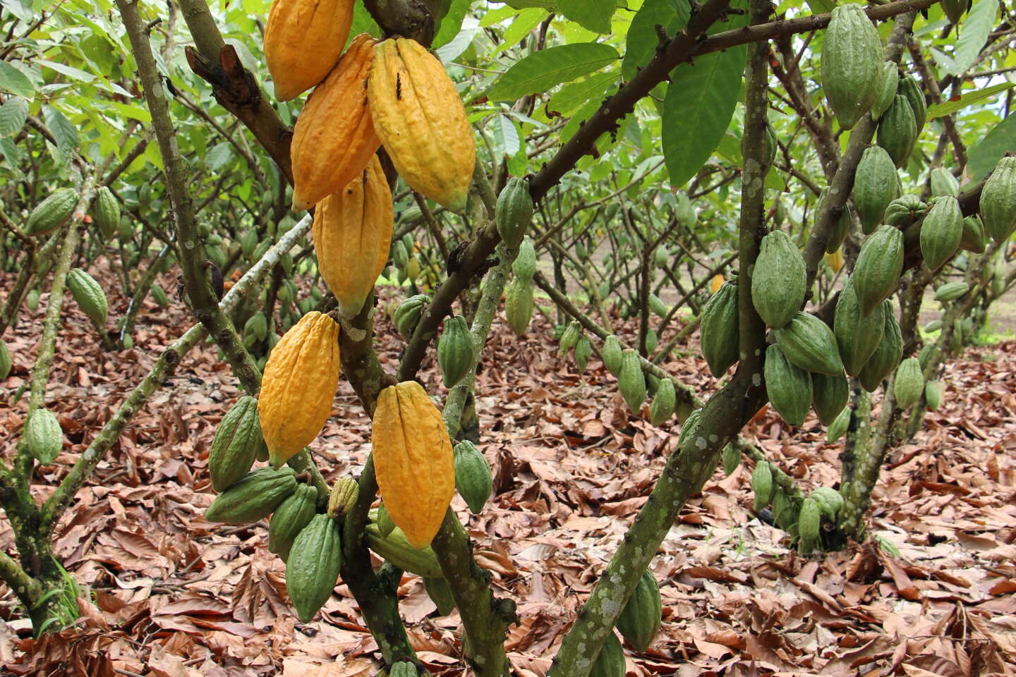 The mystery of the spread of cocoa across South America, more than 5,000 years ago, has finally been solved