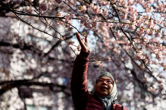 Une promeneuse touche les cerisiers à floraison précoce au parc Ueno, à Tokyo, le 8 mars 2024.