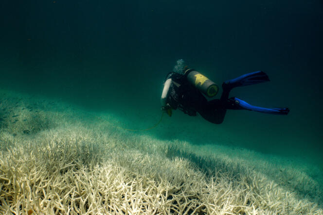 A diver observes the coral bleaching at Southern Great Barrier Reef, Keppel Islands, Australia, March 5, 2024. 