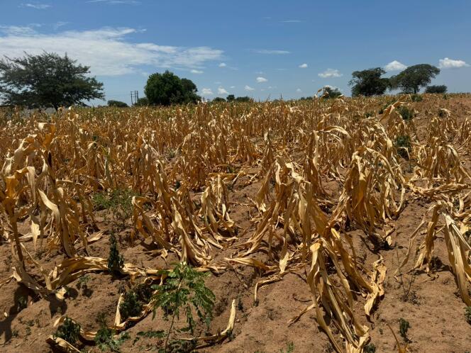 Un champ de maïs asséché en Zambie.
