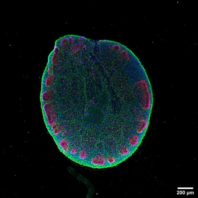 Image en immunofluorescence d’une coupe d’un organoïde représentatif du cortex cérébral humain. 