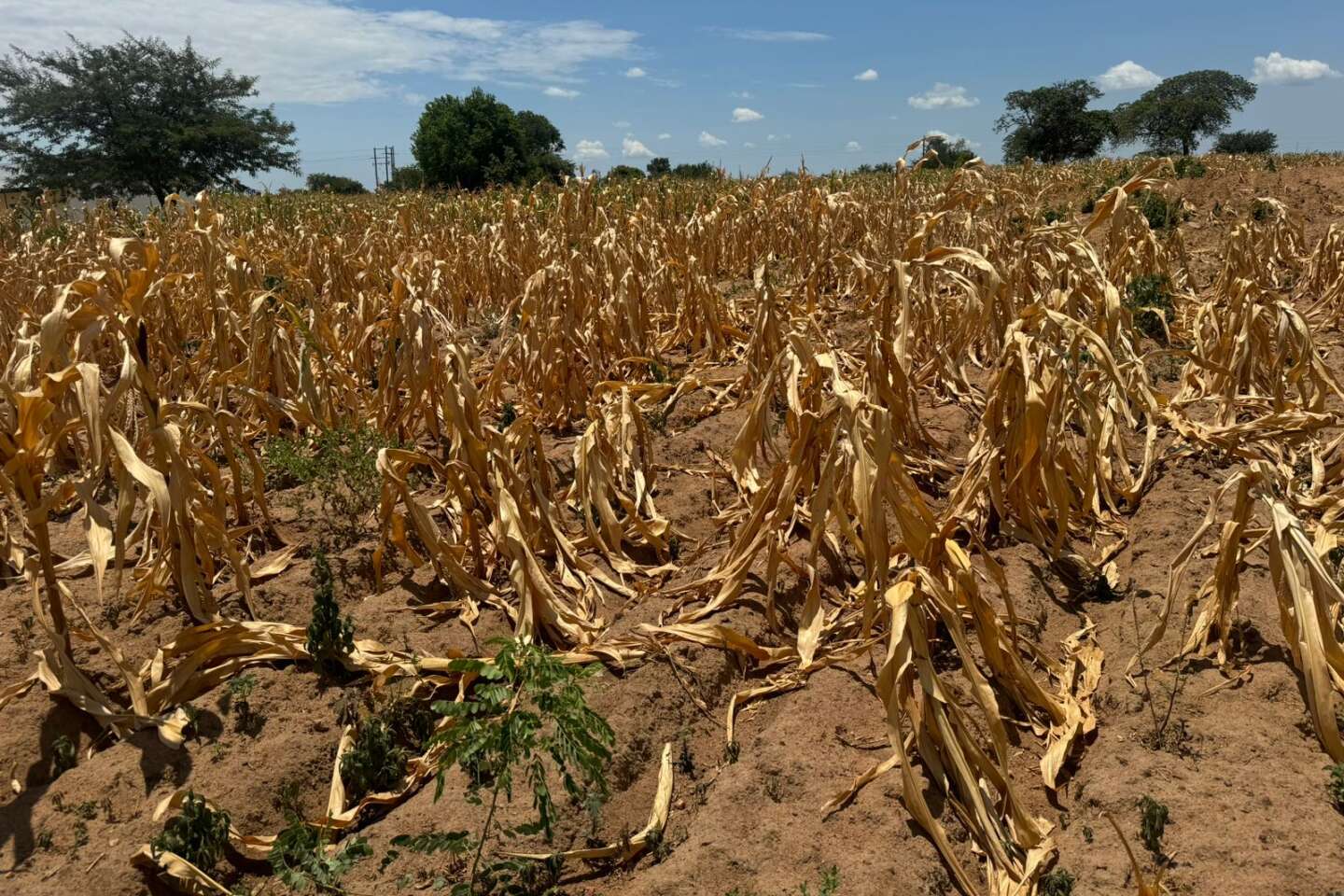 Confrontée à la sécheresse, la Zambie coupe l’électricité