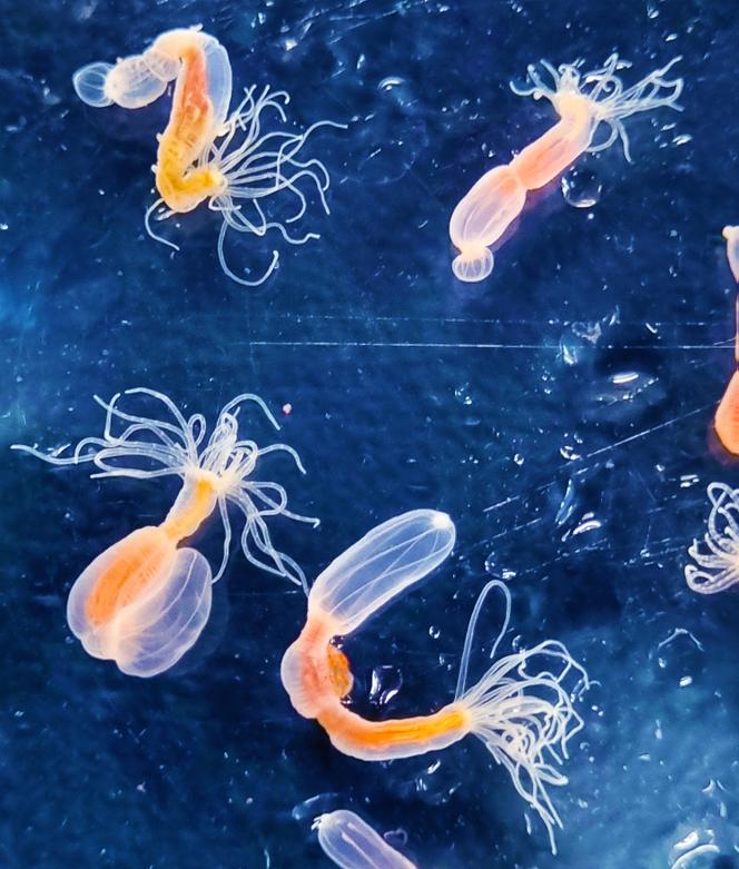 L’anémone étoilée (« Nematostella vectensis »).