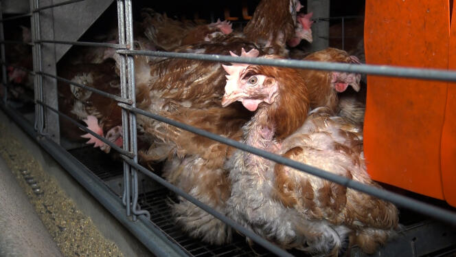Des poules dans leur cage dans un élevage, en avril 2017 (photo d’illustration).