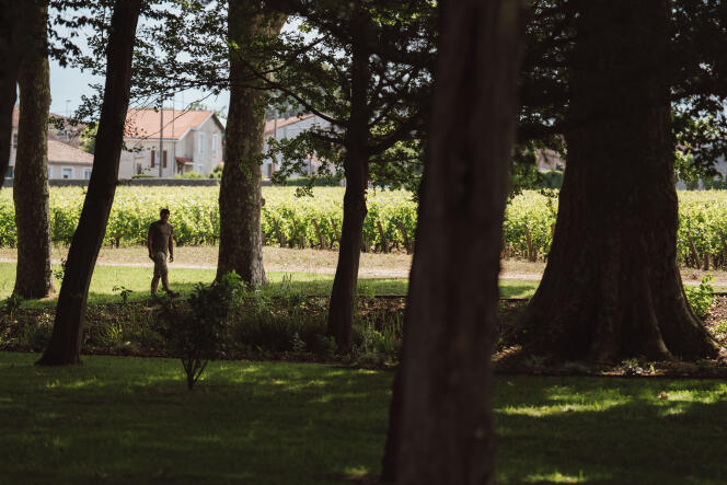 Les vignes du Château Les Carmes Haut-Brion, à Bordeaux, poussent en ville.