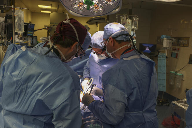 Negli Stati Uniti, per la prima volta, un rene di maiale è stato trapiantato in un paziente vivo
