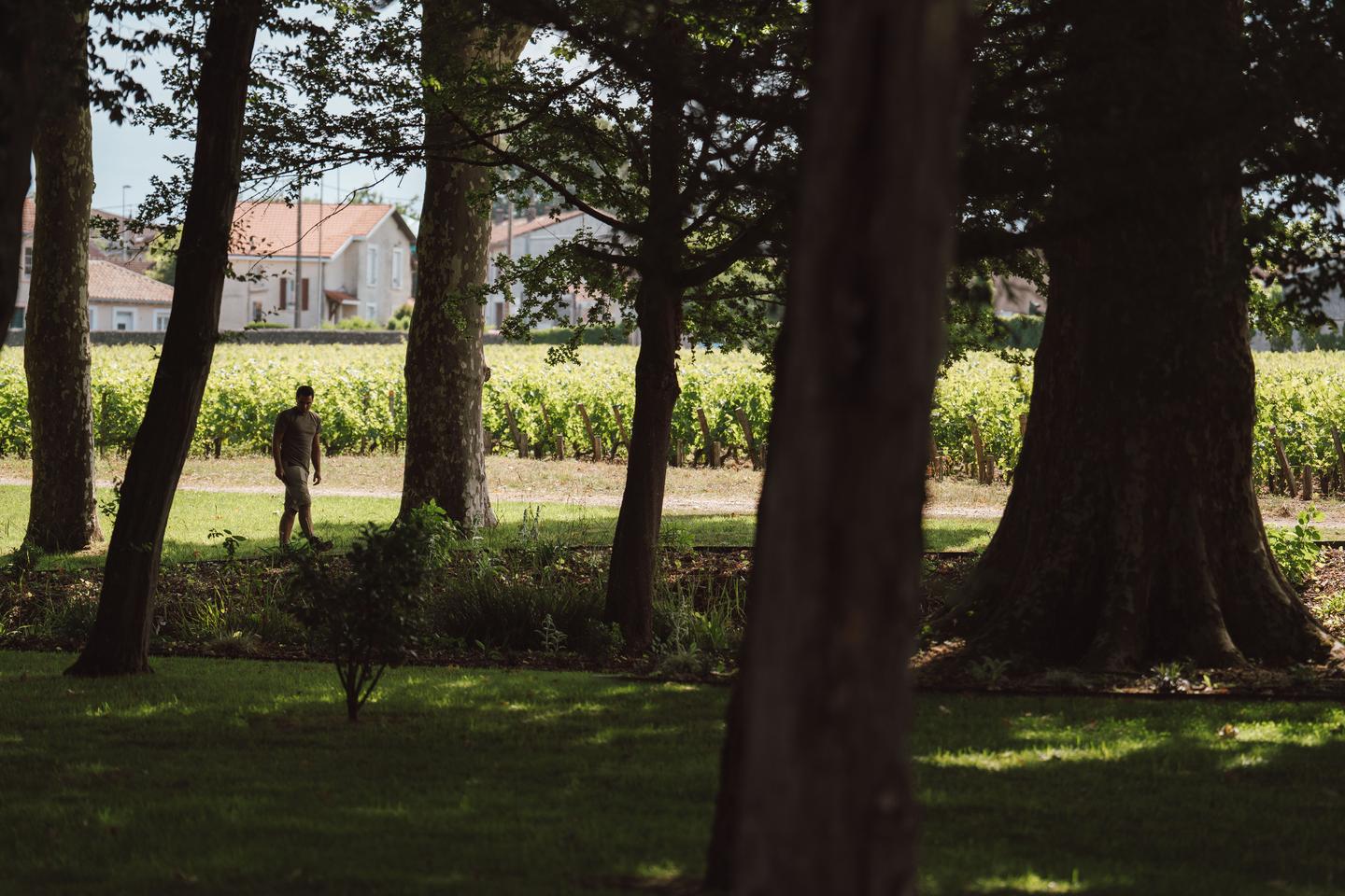 Pessac-Léognan, vinos muy urbanos