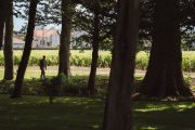 Les vignes du Château Les Carmes Haut-Brion, à Bordeaux, poussent en ville.