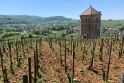 Au Domaine Bénédicte et Stéphane Tissot, les vignes de chardonnay du Clos de la Tour de Curon.