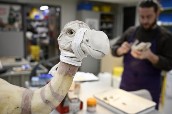 L’un des deux dodos reconstitués, avec le sculpteur et illustrateur Camille Renversade, au Muséum national d’histoire naturelle de Paris, le 8 février 2024.