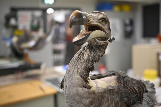 Un dodo reconstitué, dans l’atelier de taxidermie du Muséum national d’histoire naturelle de Paris, le 18 mars 2024.