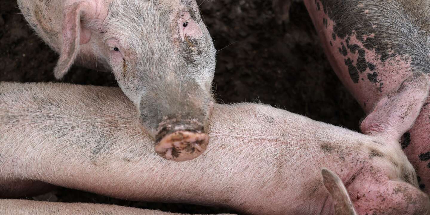 Procès pour maltraitance animal dans un élevage porcin de l’Yonne