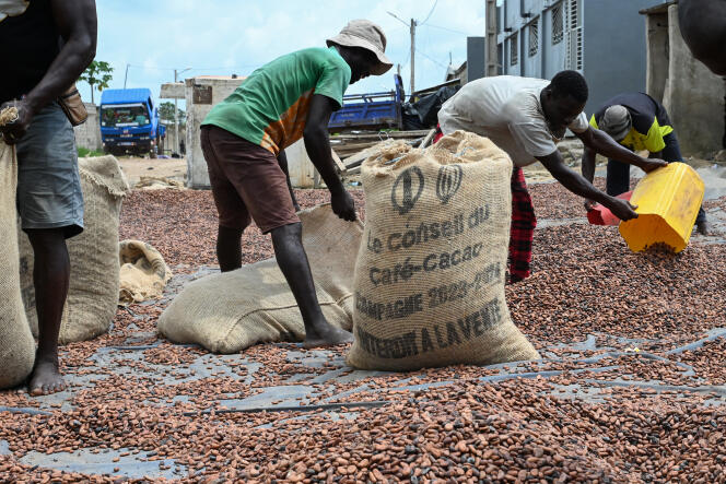 Des travailleurs collectent des fèves de cacao sèches devant le magasin d’une coopérative dans le village d’Hermankono, en Côte d’Ivoire, le 14 novembre 2023. 