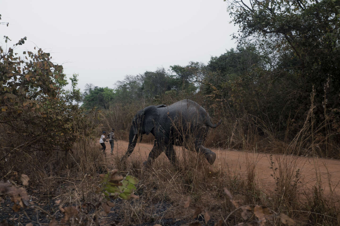 Les derniers éléphants de Côte d’Ivoire, adulés mais mal protégés