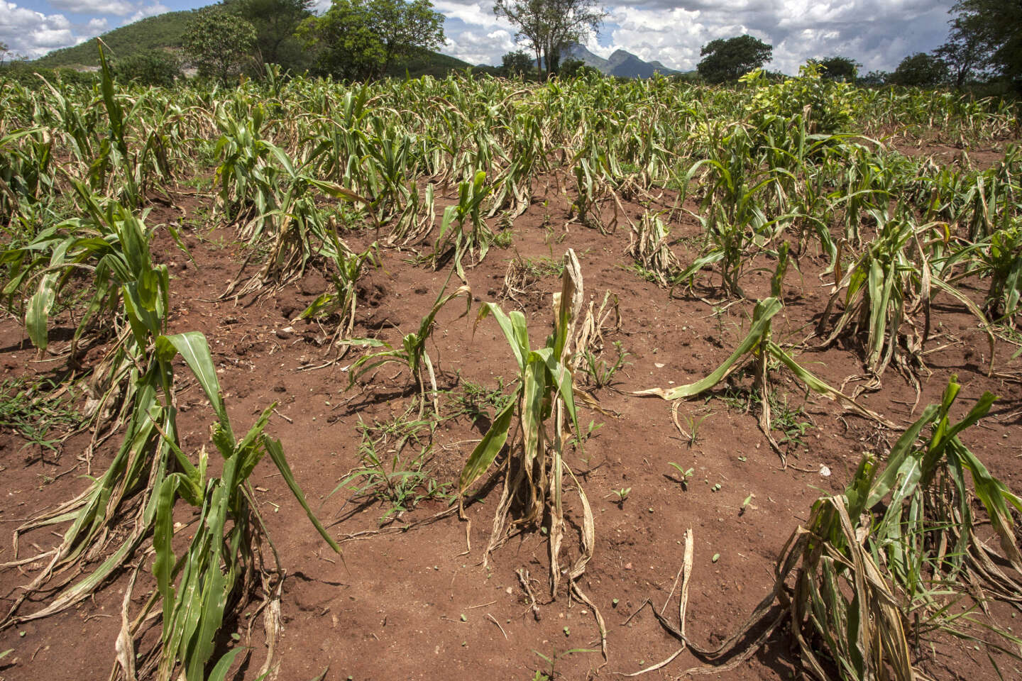 Sécheresse au Malawi : le pays en état de catastrophe naturelle liée au phénomène El Nino