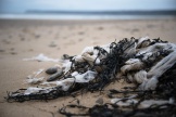Déchets plastiques emmêlés à des algues sur la plage de Biville, à La Hague (Manche), le 25 mars 2024.  