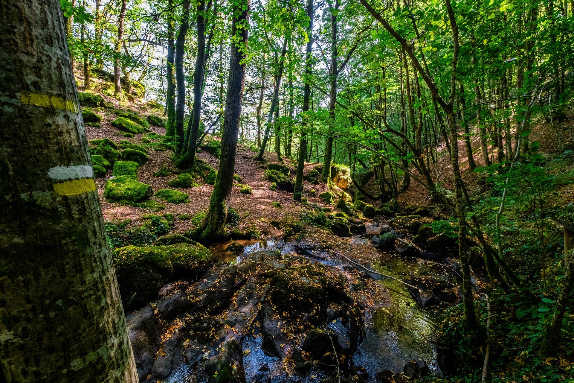 Forest trails – such as here at the Artaude, a tributary of the Dordogne – are marked and maintained by volunteers.