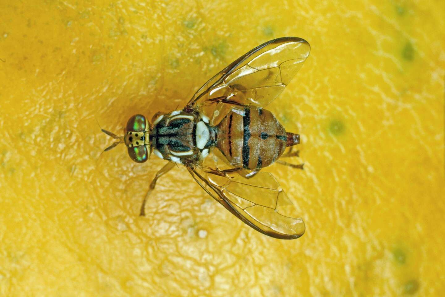 L’agence sanitaire Anses recommande de renforcer la surveillance contre la mouche orientale des fruits
