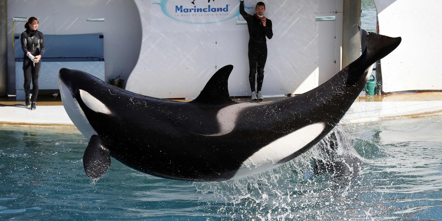 La mort d’une orque au Marineland d’Antibes ravive l’inquiétude des ...