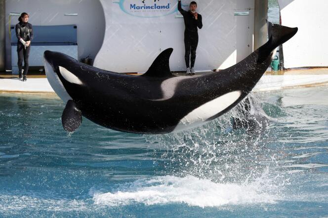 An orca during a show at Marineland marine zoo, Antibes (Alpes-Maritimes), March 17, 2016.