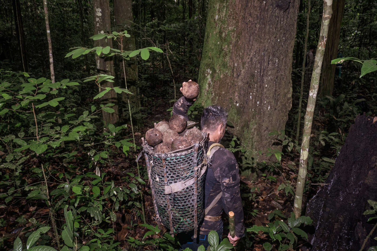 Na Amazônia, a colheita da castanha-do-pará sustenta as populações e preserva a floresta