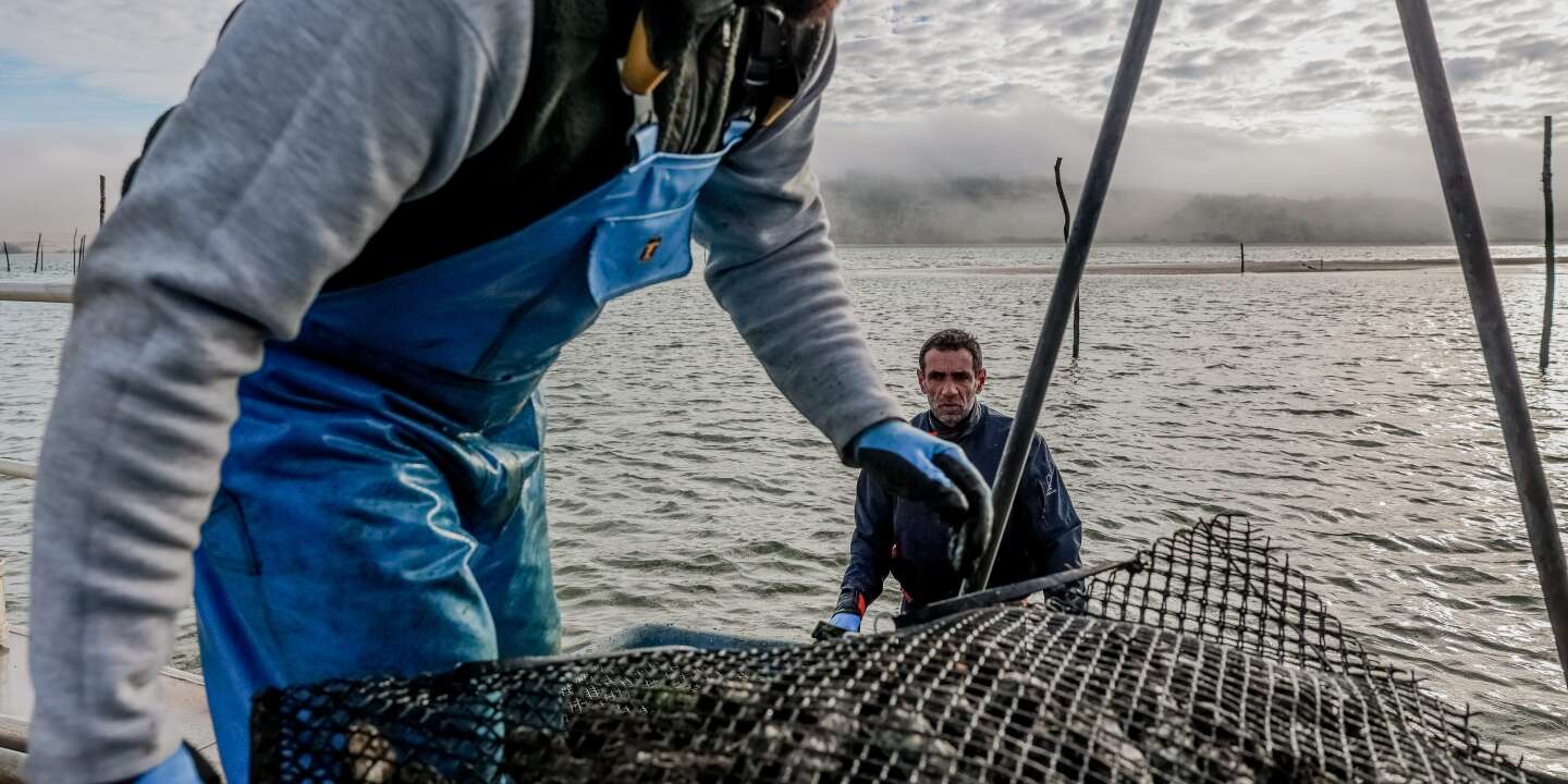 D’Arcachon à la Bretagne, la fin de l’ omerta  sur la contamination des huîtres par les eaux usées