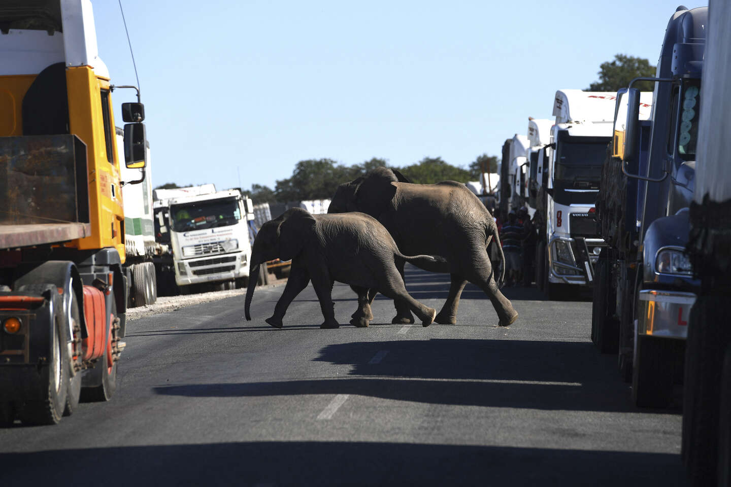 Le président du Botswana menace d’envoyer 20 000 éléphants à l’Allemagne